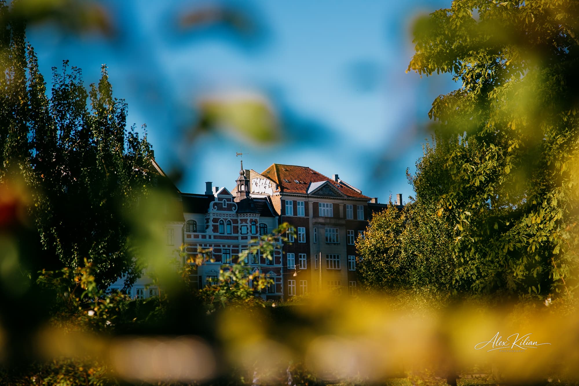 House through bushes