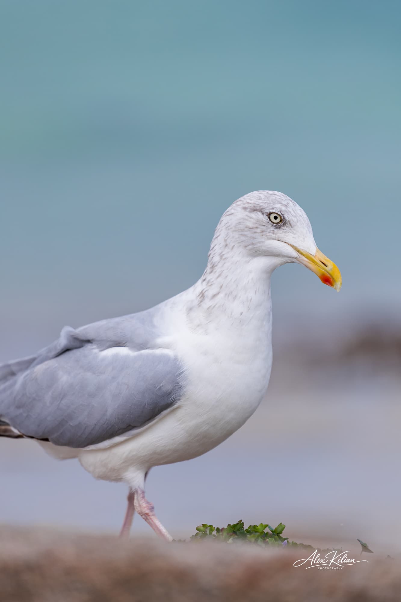 Seagull
