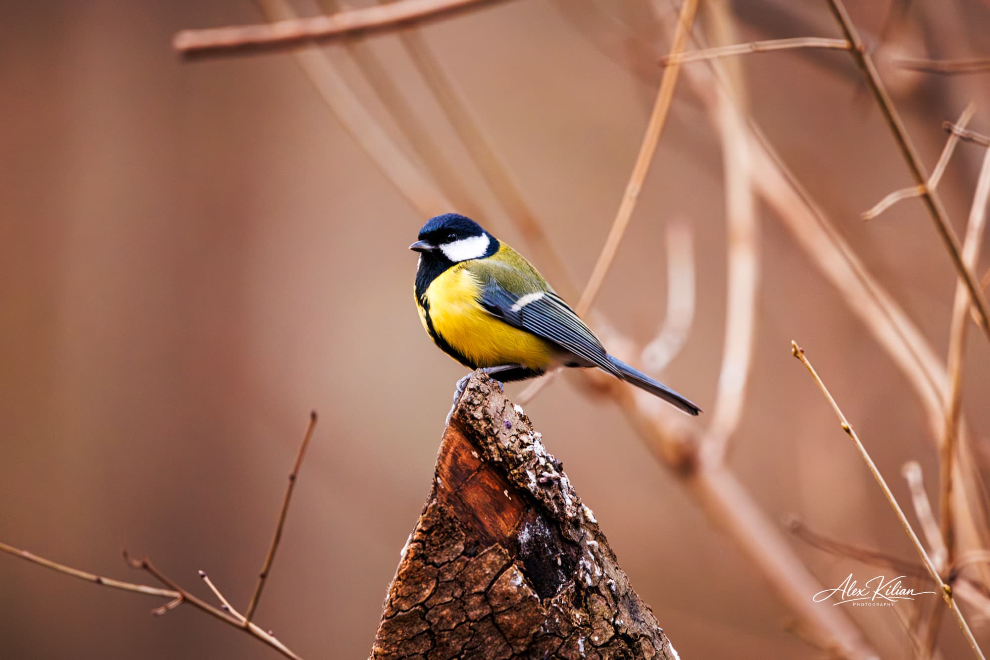Great tit