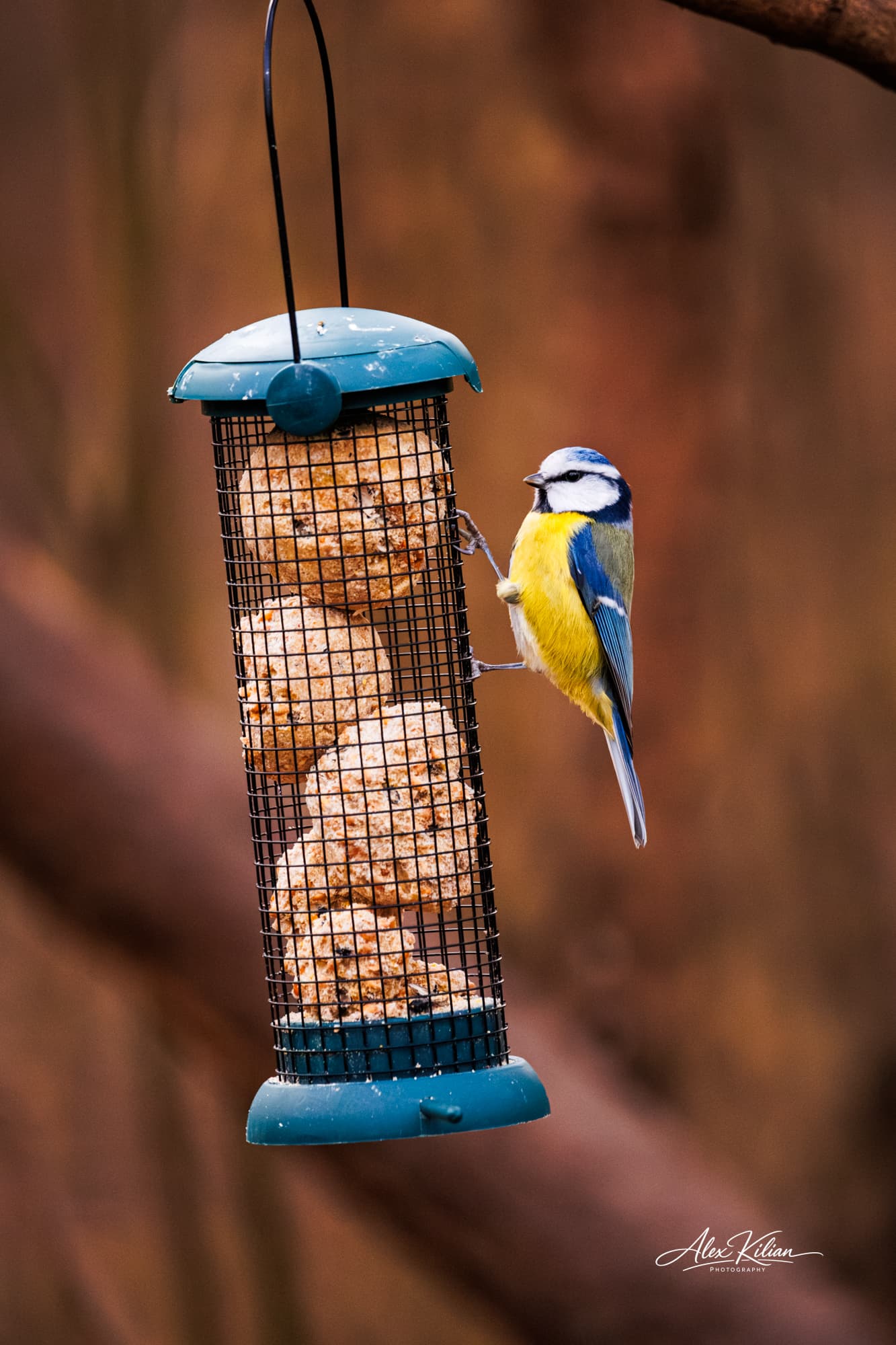 Blue tit