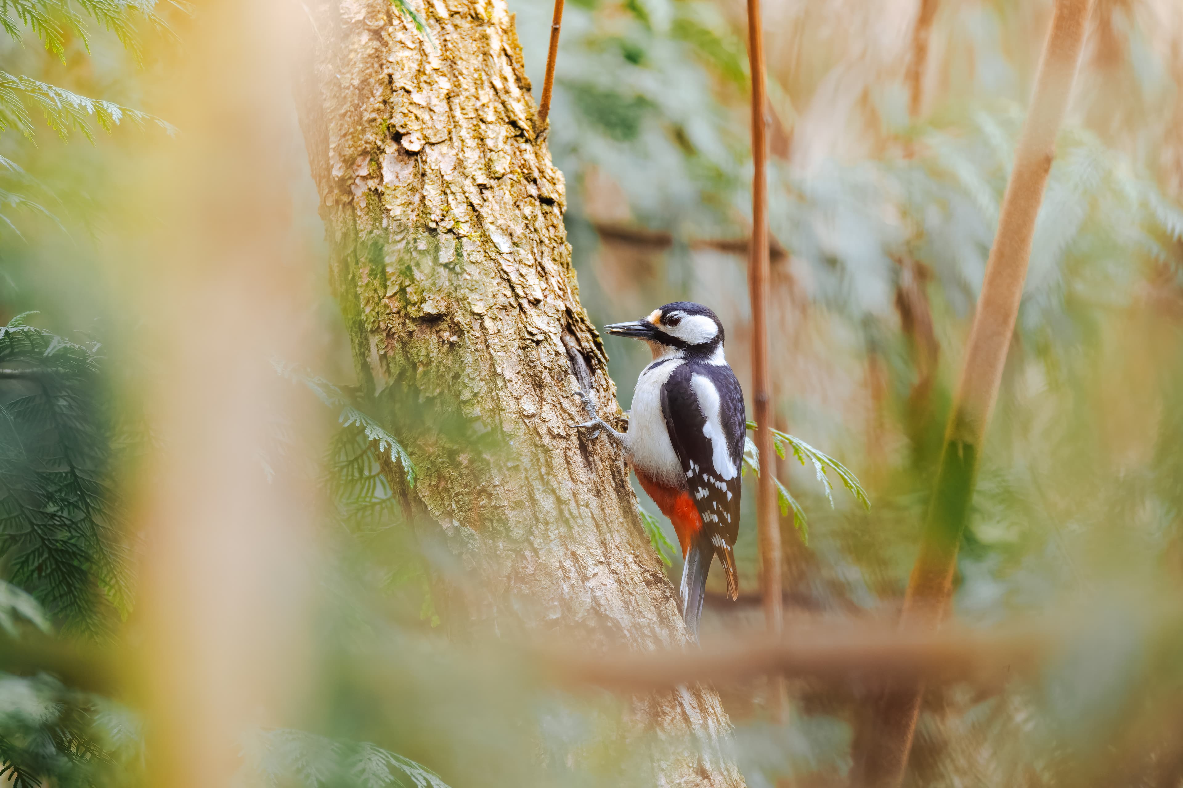 Great spotted woodpecker