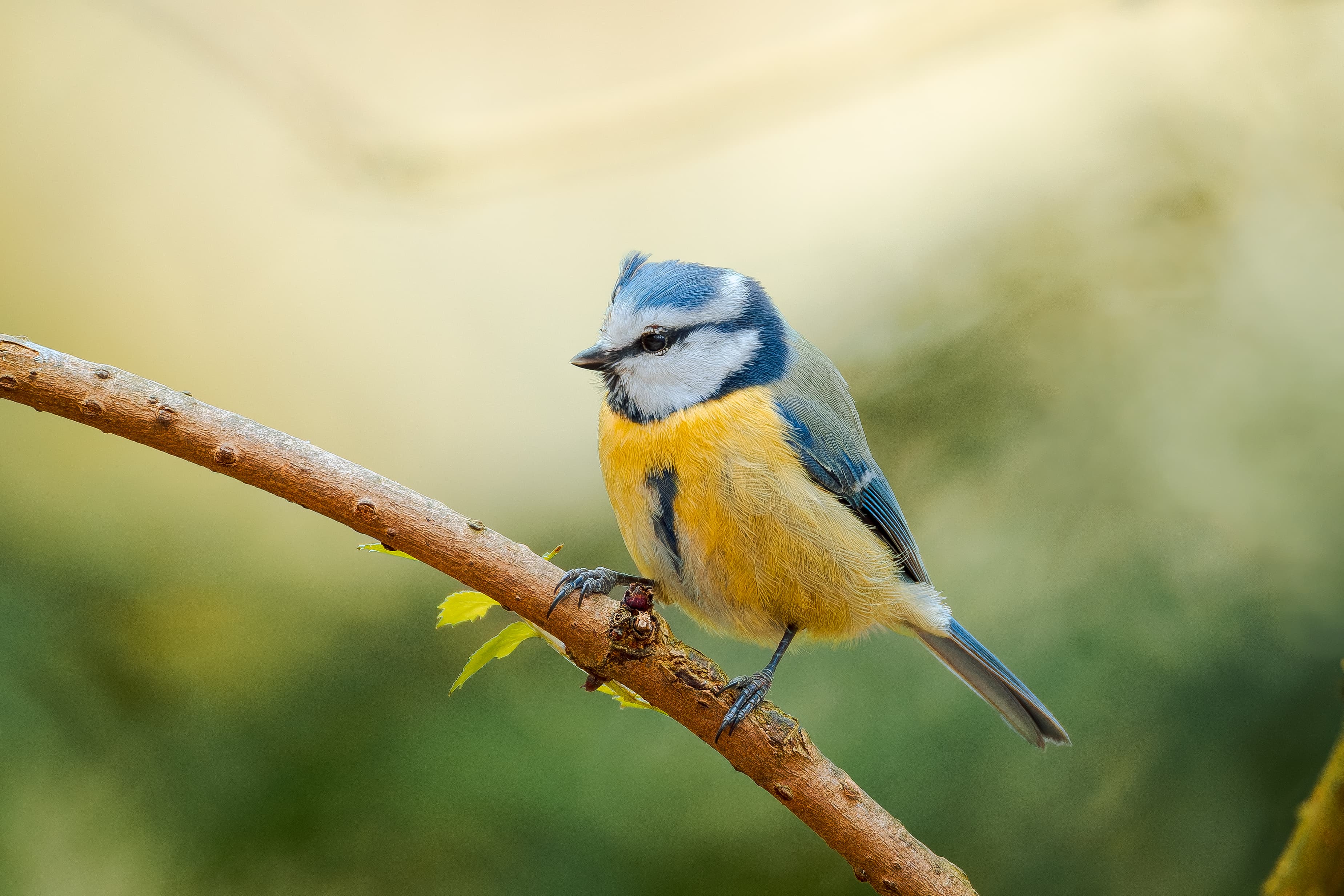Blue tit
