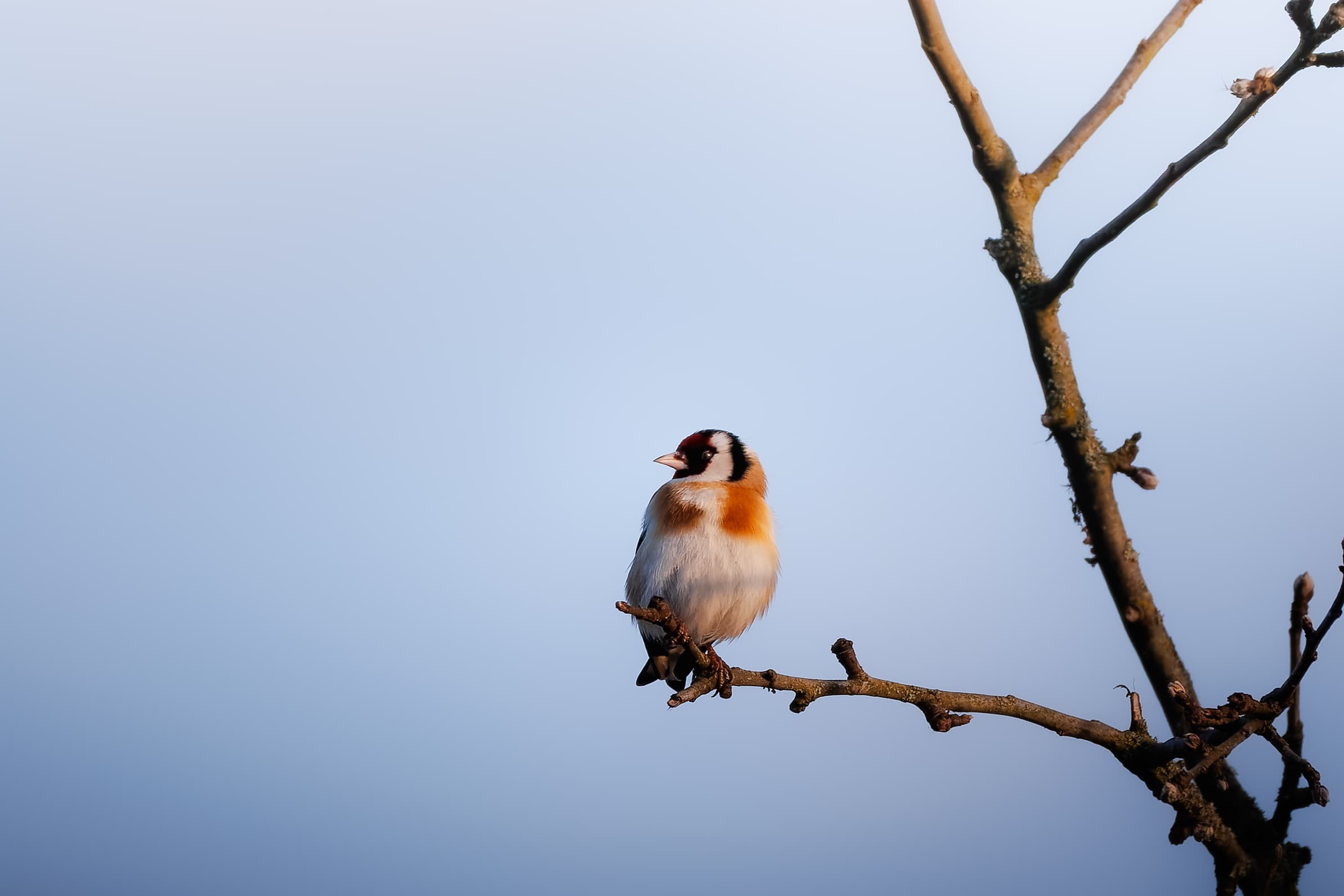 Goldfinch