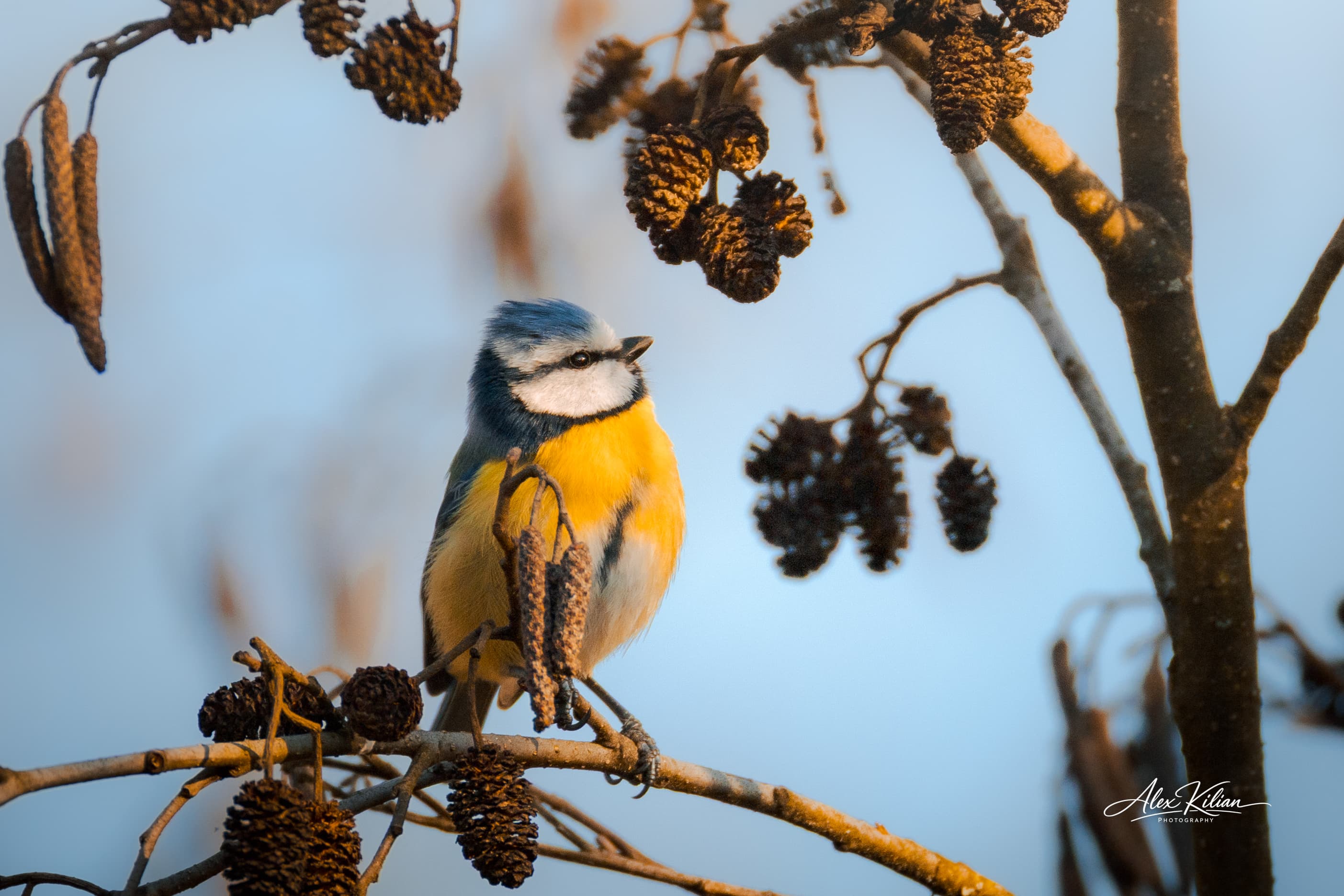 Blue tit