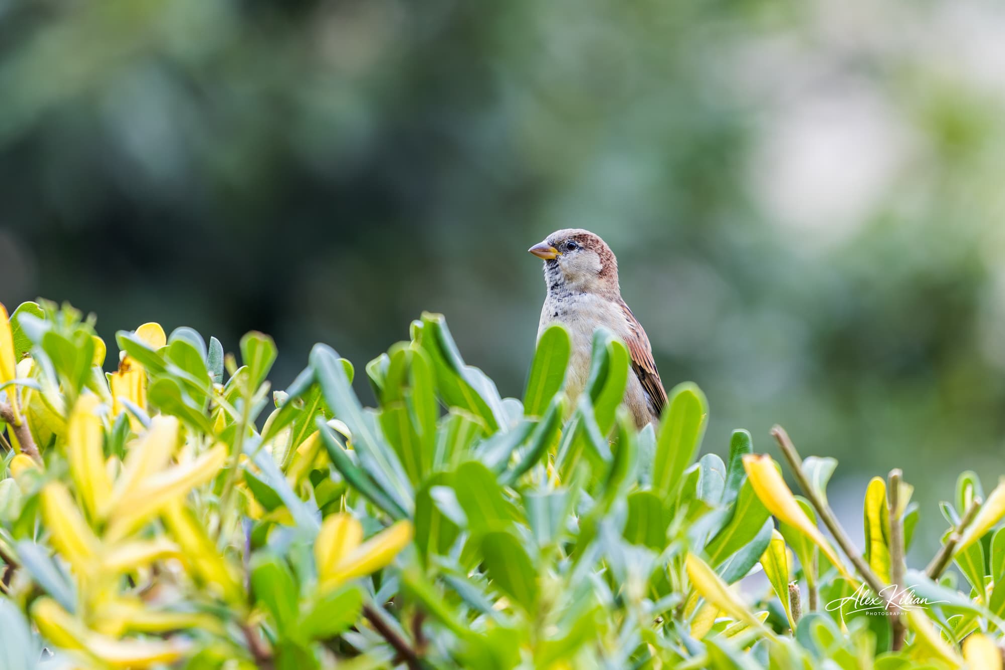 Bird in bushes