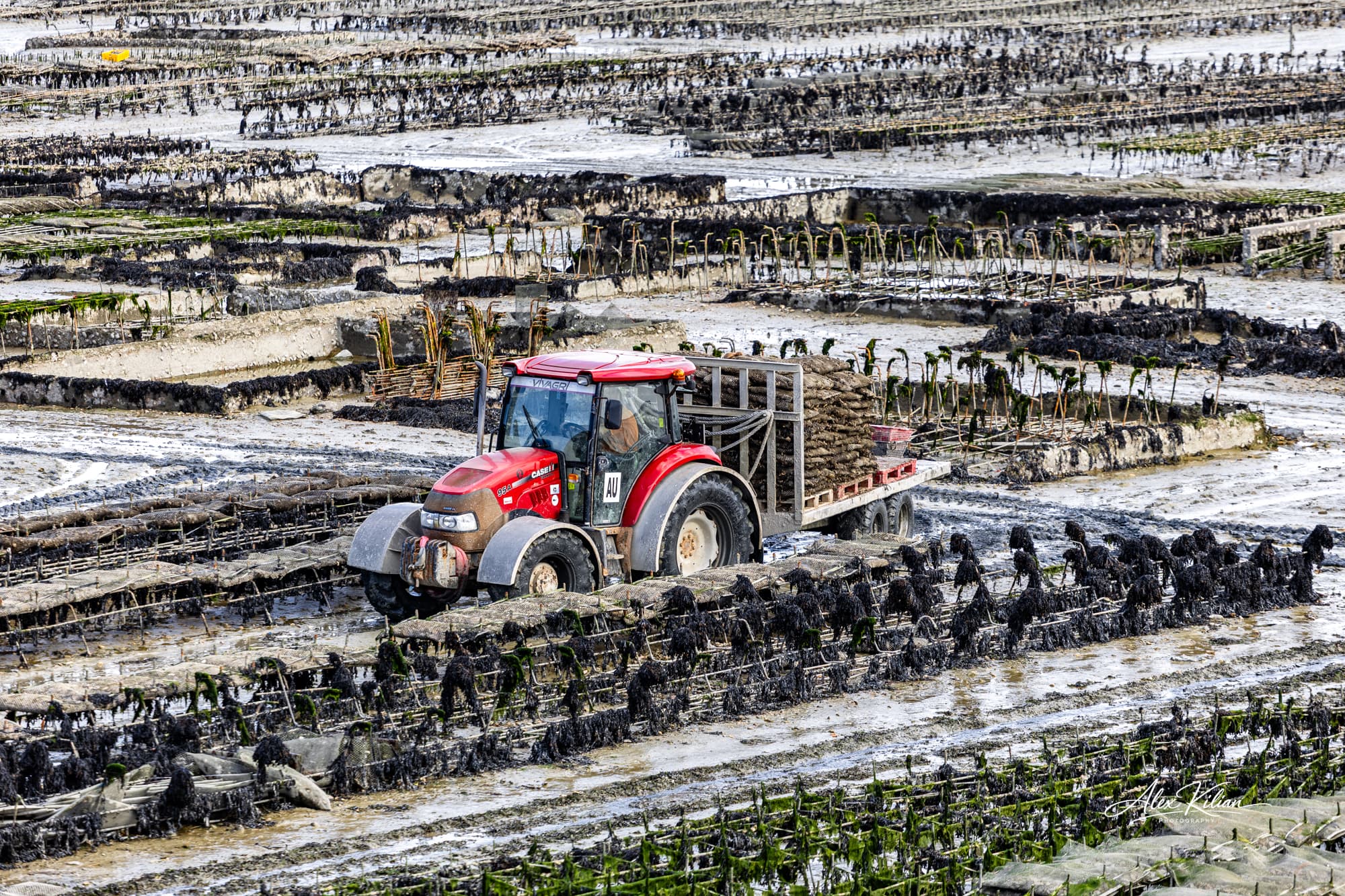 Oyster harvest